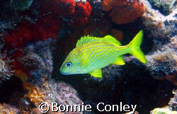 French Grunt seen at Isla Mujeres.  Photo taken April 200... by Bonnie Conley 